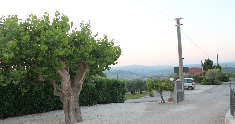 gallery-image